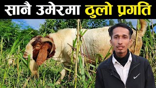 +२ सकेपछि बाख्रा पालनमा लागेका युवा - Goat farming in Nepal | Pragati bakhra palan farm