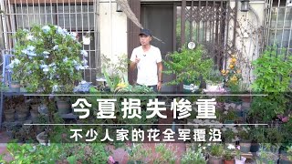 今夏损失惨重，不少人家的花草全军覆没，重拾信心做好准备去秋播