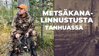 Metsäkanalinnustusta Tanhuassa | Osa 1/2 | Teerenpoikia ja risukkoa