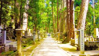 JAPAN WALK｜Walking around Mount Koya, where Kukai and the heroic spirits rest