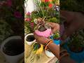 How to repot kalanchoe plant//#kalanchoes #reels #shorts #viralshort #flowers #garden #instagram