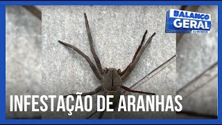 Infestação de aranhas venenosas preocupa moradores do Vale das Palmeiras, em Macaé