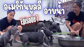 อาบน้ำหมาเอง อเมริกันบูลลี่  4 ตัว / Cleaning my American bullies/ jiw jiw bully Ep 7