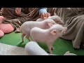 【piglets】66・マイクロブタカフェを楽しんでくれた女子高生。