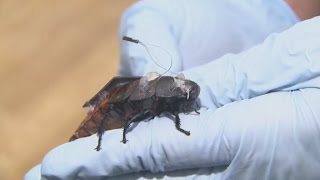 Cyborg cockroaches could find disaster survivors