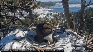 Shadow tries to cover three eggs for the first time FOBBV CAM  Big Bear Bald Eagle Live Cam 1 / Cam2