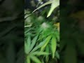 high level jamaican dream 6ta semana floración 44 dias eva seeds fem