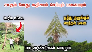 🔥அரிதான கூந்தல் பனை சாகும் போது பூக்கும் காட்சி  |அதிசயம்🔴தாளிப்பனை |kattumannarkoil news trending