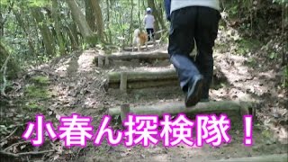 柴犬小春　おじいちゃんと小春ん探検隊【ひよどり台森林公園】