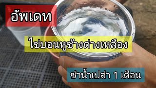 อัพเดท ไข่บอนหูช้างด่างเหลือง หลังชำน้ำเปล่า 1 เดือน  | Green beginnings​ channel​