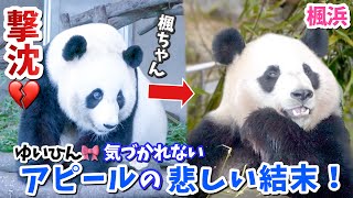 【パンダアイドル楓浜】遊んでほしいだけなのに...結浜🐼のふて寝する姿が尊い❗️