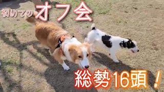 【わちゃわちゃ】総勢16頭！初めてのオフ会【前編】