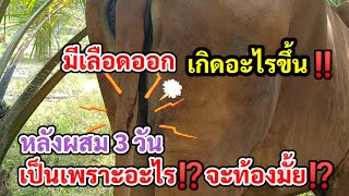 วัวหลังผสมมีเลือดออกเป็นเพราะอะไร⁉️ จะติดมั้ย#cow #คนรักวัว #คนเลี้ยงวัว #ตรี