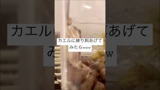 カエルに練り餌あげたら面白すぎたww