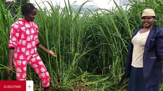 cutting my 1-month-old super Napier grass