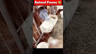 Cute Animal Funny Animal Videos Of The Day 01 😂😂 || #shorts #shortsfeed #animals #funnyanimals