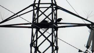 Carrion Crow Feeding Chicks in the Rain ハシボソガラスが雨の日に雛へ給餌（野鳥）