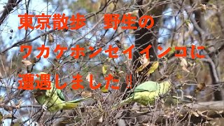 東京さんぽ　野生のワカケホンセイインコに遭遇　2022年12月 練馬区 石神井公園 fz85