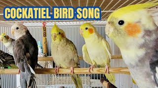 Cockatiel Bird song in nature. Pied Cockatiel bird song training. Best Cockatiel bird song