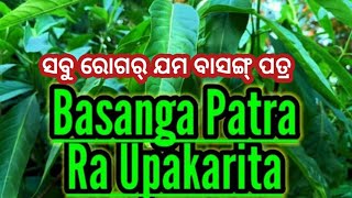 ବାସଙ୍ଗ ପତ୍ର ର ଉପକାରିତା | benefits  of basanga  patra | janiba  katha gharoi  chikishya