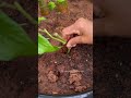 growing betel leaf plant in water 🌱 తమలపాకు