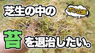 芝生の中の「苔」を退治したい。【ボツ企画】