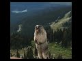 Screaming Marmot (Original) (Joke)