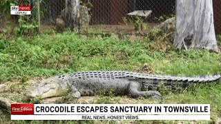 Crocodile named ‘Dynamo’ escapes sanctuary in Townsville