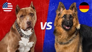 جنگ سگ ژرمن شپرد و سگ پیت بول 🔥 German Shepherd vs Pitbull