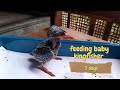 feeding baby kingfisher 7 days old