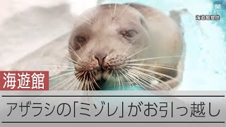 日本初の完全人工哺育で育ったワモンアザラシ　繁殖のため北海道へ引っ越し