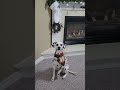 christmas magic is in the air. christmas dog sub subscribe