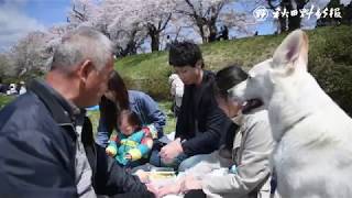 角館・桧木内川堤の桜満開　観光客でにぎわう