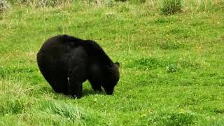 美国黄石公园熊出没！Cute bear at Yellowstone!