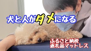 倉敷市ふるさと納税で愛犬もぐっすり？［ビションプー］