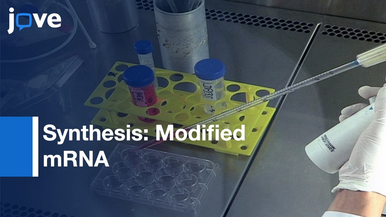 Synthesis Modified Mrna For Induction Of Protein Expression In Human