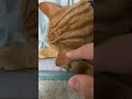 寝てる猫の耳を触ると shorts