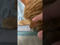 寝てる猫の耳を触ると shorts