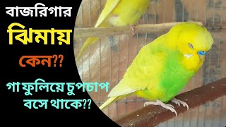 বাজরিগার পাখি ঝিমায় কেন ? গা ফুলিয়ে চুপচাপ বসে থাকে,খাবার খায় না কেন ?Budgerigar Bird.বাজরিগার পাখি।