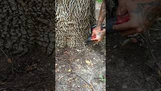 Tree Growth Shots (steroid injections) #treework #treecare #treeinjection #treeservice #arborist