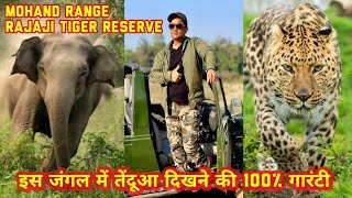 इस जंगल में तेंदूआ दिखने की 100% गारंटी | Mohand Range | Dehradun | #rajajitigerreserve #leopard