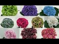 top 10 most beautiful hydrangea flowers best cut hydrangea varieties