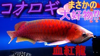 【閲覧注意】虫嫌いの飼い主を横目に　虫が大好物な紅龍