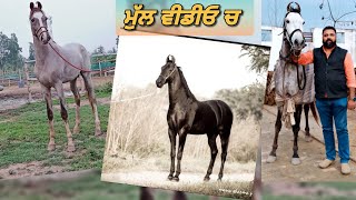 ਤਿੰਨ ਟੌਪ ਦੀ ਬਲੱਡ ਲਾਇਨ ਦੇ ਘੋੜੇ ਵਿਕਾਊ I horse for sale #viral #marwadi