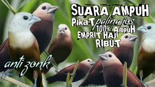 suara pikat burung emprit haji/Bondol haji ribut paling AMPUH | pikat ampuh burung emprit haji 1 jam