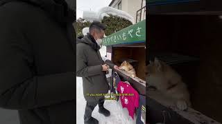 Shiba doge selling sweet potato in Sapporo, Hokkaido!