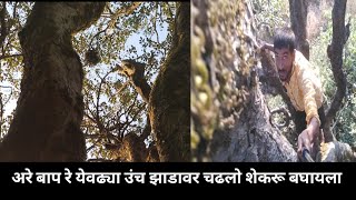 अरे बाप रे येवढ्या उंच झाडावर चढलो शेकरू बघायOh father, I climbed this tall tree to see the squirrel