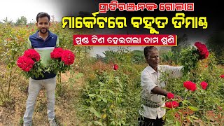 ବର୍ଷସାରା ଗୋଲାପ ଫୁଲ ଚାଷ || ଆୟ ଲକ୍ଷାଧିକ || Rose farming in Odisha || Start rose farming in Odia.