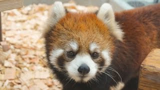 【東山動植物園公式】まるこ、空中通路練習中　《 シセンレッサーパンダ　レッサーパンダ 》