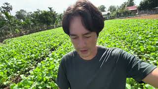 របៀប ស្រោចទឹក បន្លែ / Watering vegetables